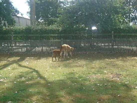 Kinderboerderij Den Ast