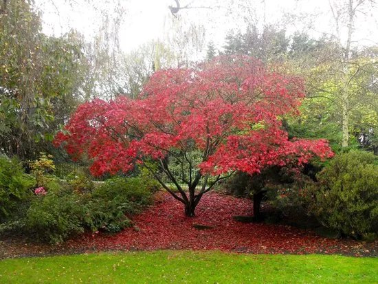 Peckham Rye Park