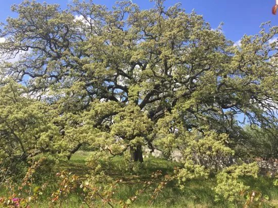 Quercia Vallonea