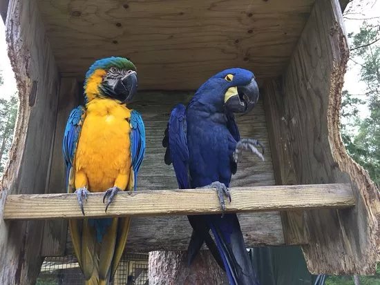Lomamaki Petting Zoo