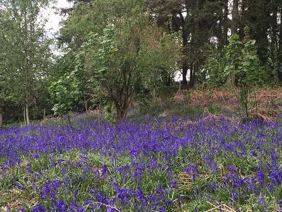 The Outwoods
