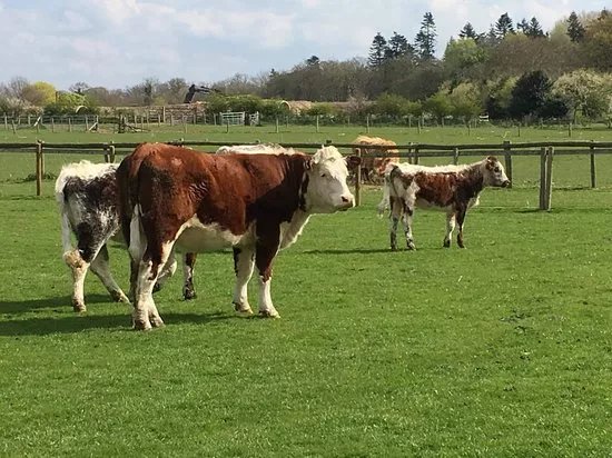 Home Farm Attingham