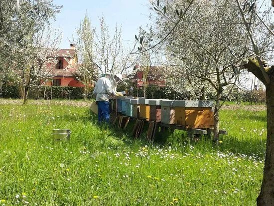 Apicoltura Miele Piu di Giarin