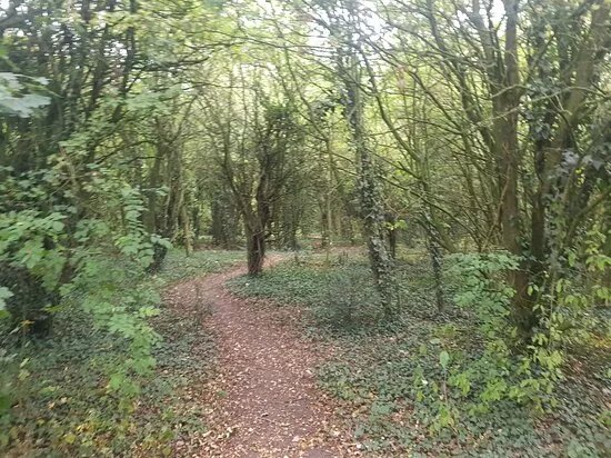 West Park Meadow Nature Reserve