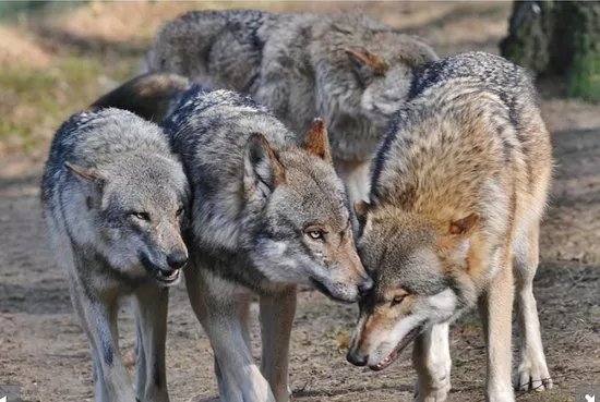 Wildpark Frankenhof