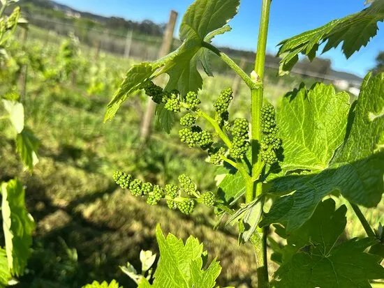 Quinta Do Tamariz