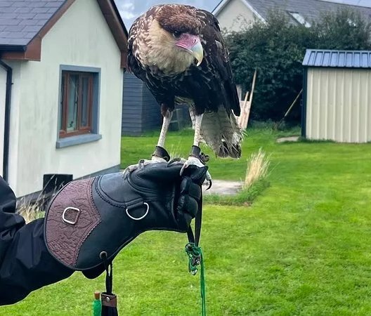 Faha Falconry
