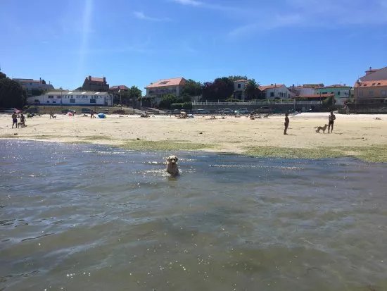 Playa para Perros