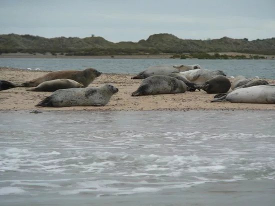 Temples Seal Trips & Blakeney Point