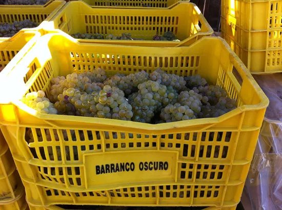 Bodega Barranco Oscuro