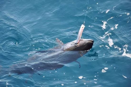 Obsession Tuna Fishing