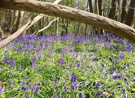 Freston Wood