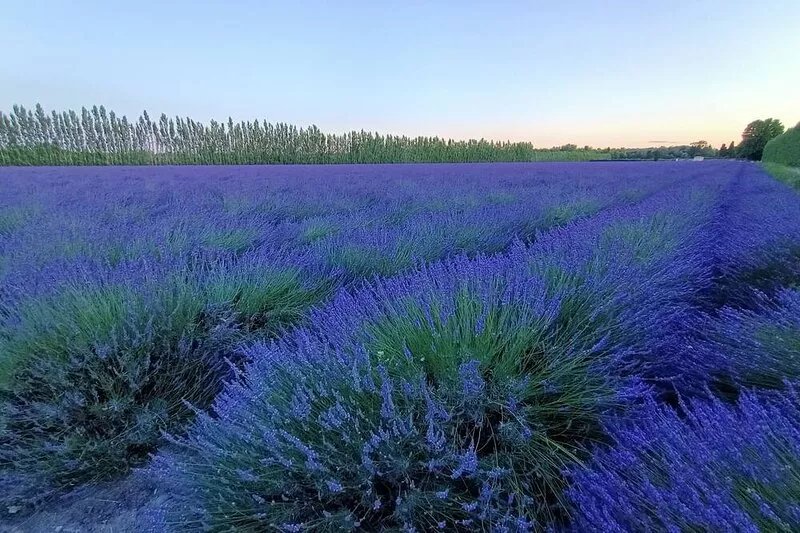 In Provence, large private property with swimming pool for 8 to 15 adults