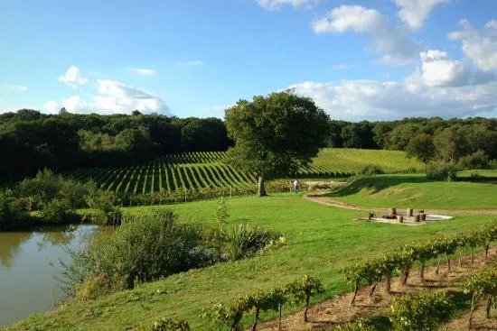 Bluebell Vineyard Estates