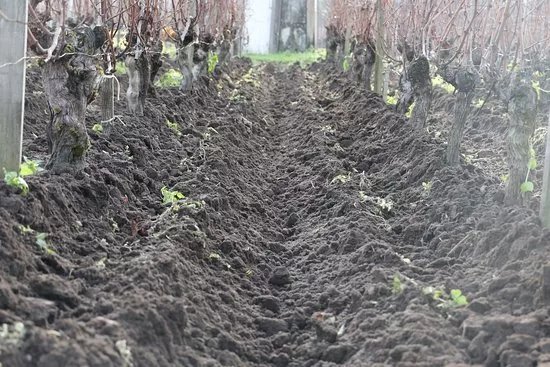 Vignobles Ardouin