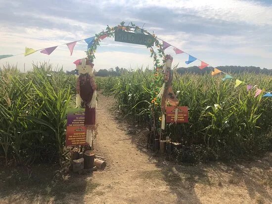 Writtle Maize Maze