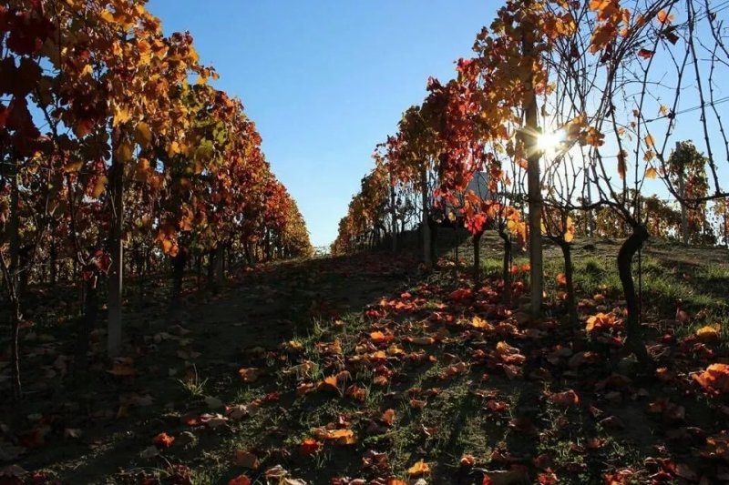 Azienda Agricola Torchio Piero