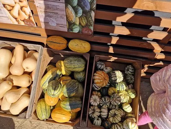 Farma Wuja Toma - Dyniolandia