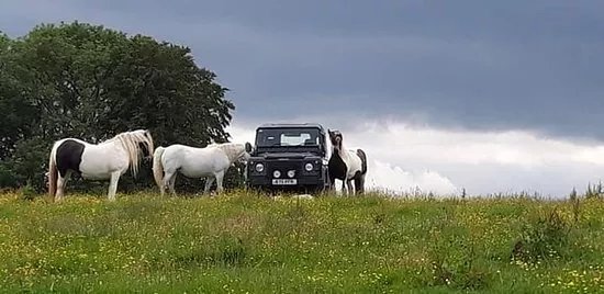 The 3 Rs Horse Rescue Centre