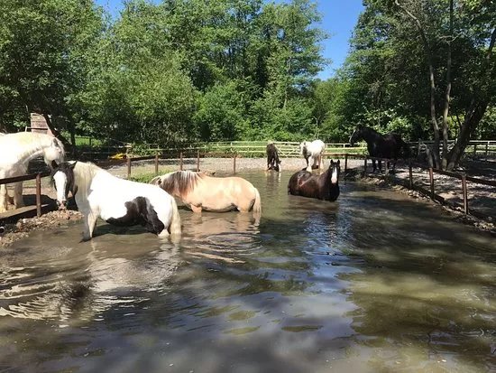 Horse Haven Uk