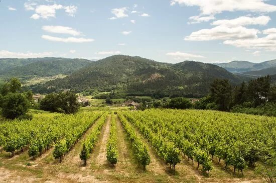 Bodega Mauro Estevez