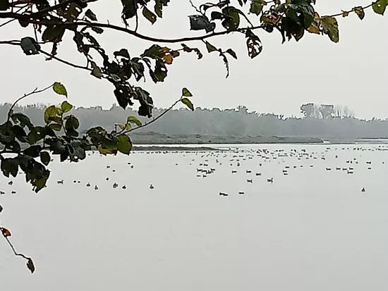 Oeverlanden Hollands Diep