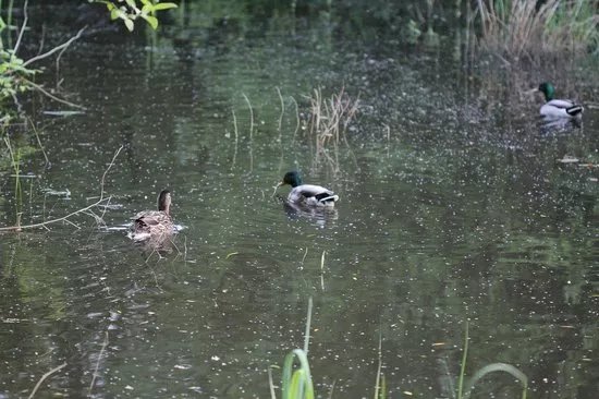 Noak Bridge Nature Reserve