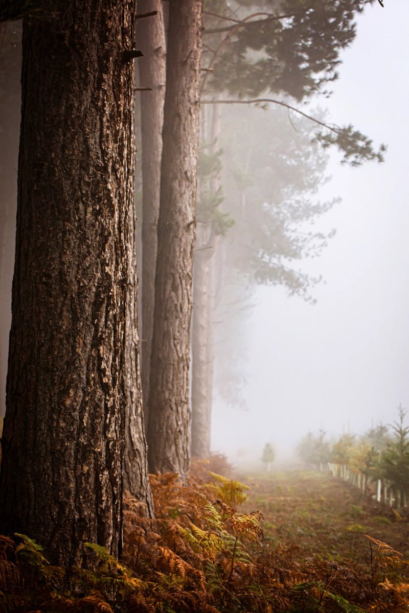 Bawtry Forest