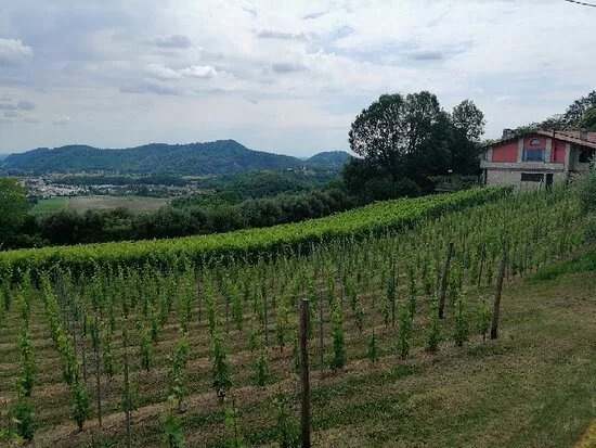 Azienda Vitivinicola "le Querce" Di Beccaro S.s.