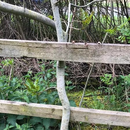 Shirebrook Valley Nature Reserve