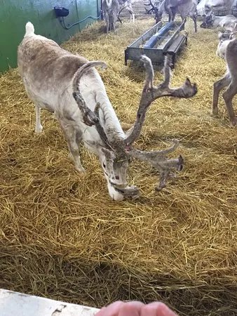 The Reindeer Centre