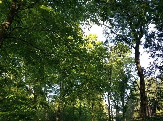 Oversley Wood