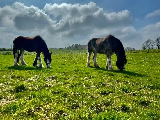 Harmony Fields