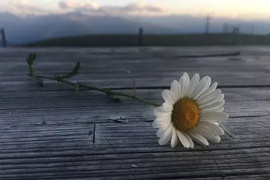 Beeheidi