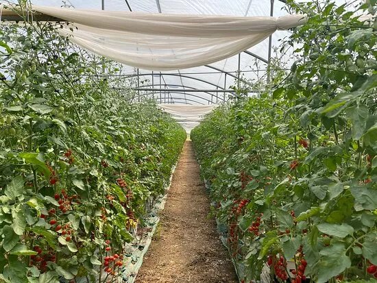 Tomatodoc