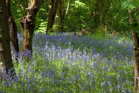 Barlow Common Nature Reserve