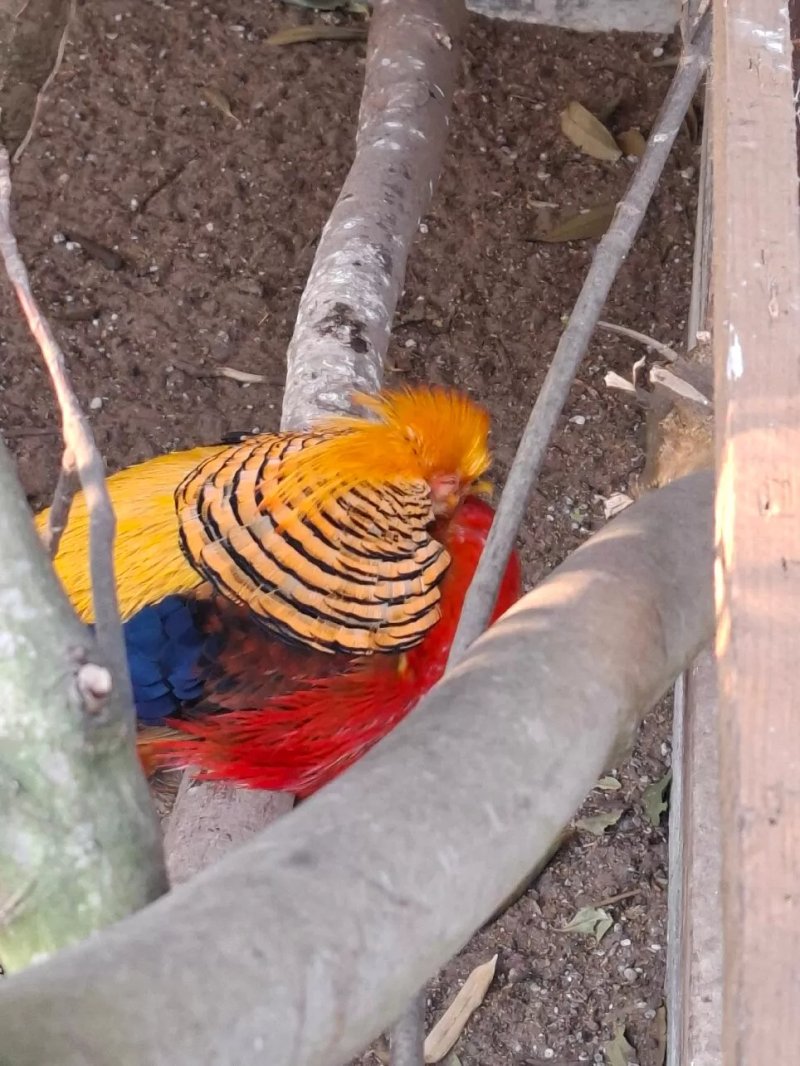 Wilhelminapark
