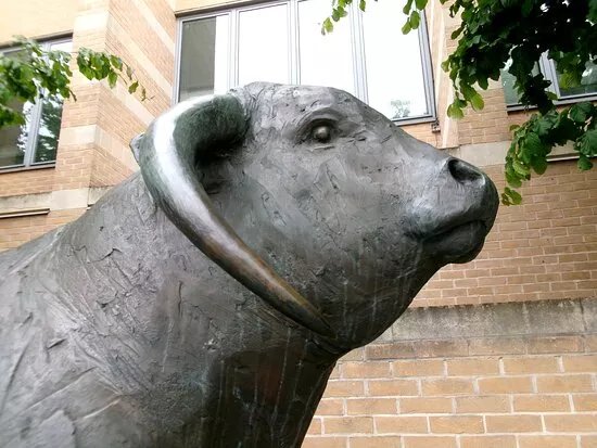 The Ox By Olivia Musgrave