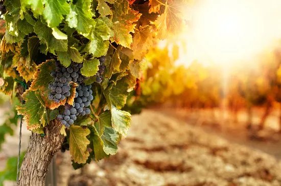 Wine in Provence