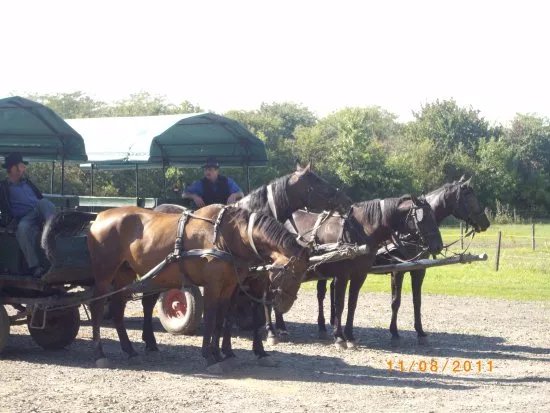 Matai Stud