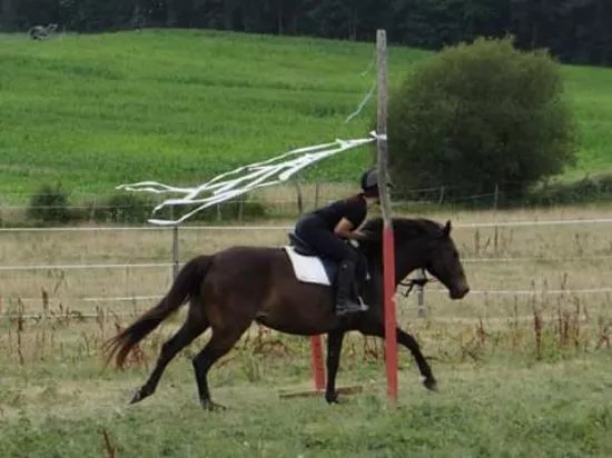 Cheval nature de rivalet