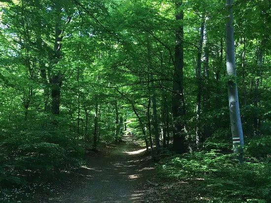 City hiking path 8 - Sofienalpe