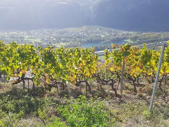 Valais Wine Tours