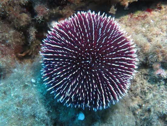 Diving Il Careno