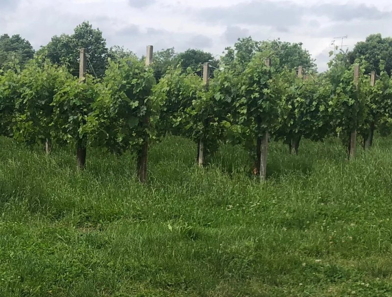 Barazza Winery