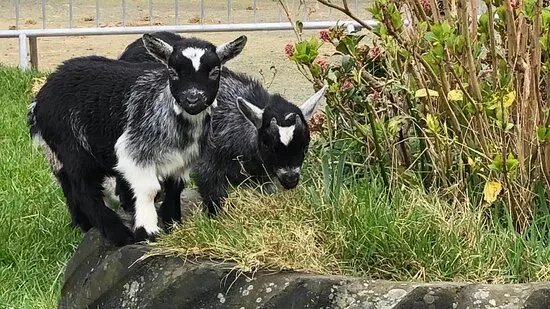 Copper Coast Mini Farm