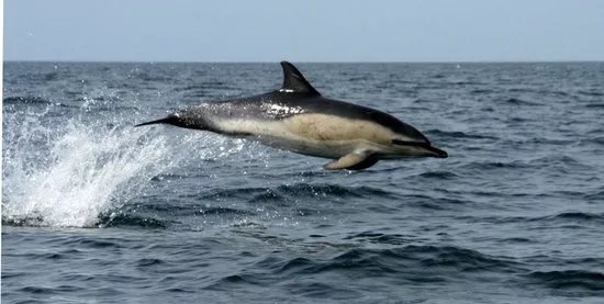 Padstow Sealife Safaris