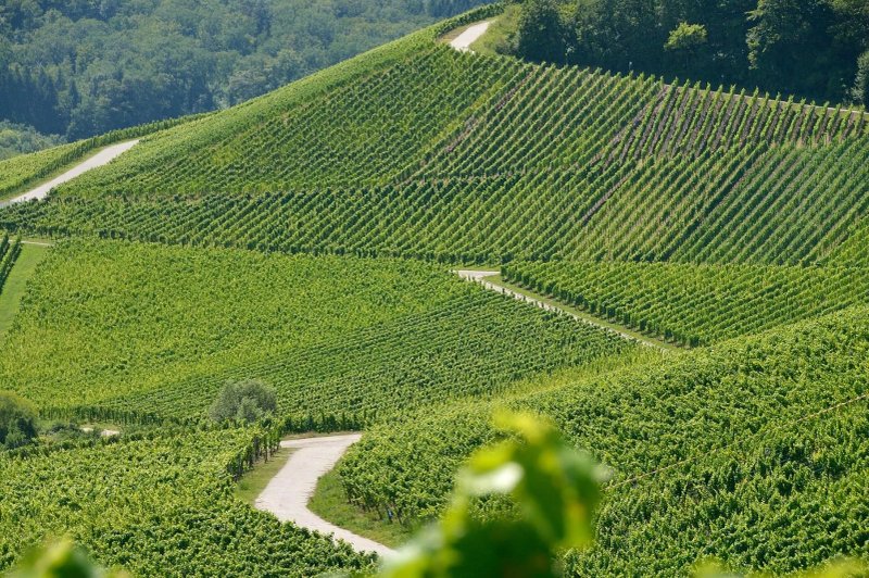 Weingut Sonenbuerg