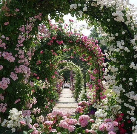 Rosarium M. H. Chotekovej - Medolandia