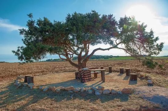 Juniper Tree